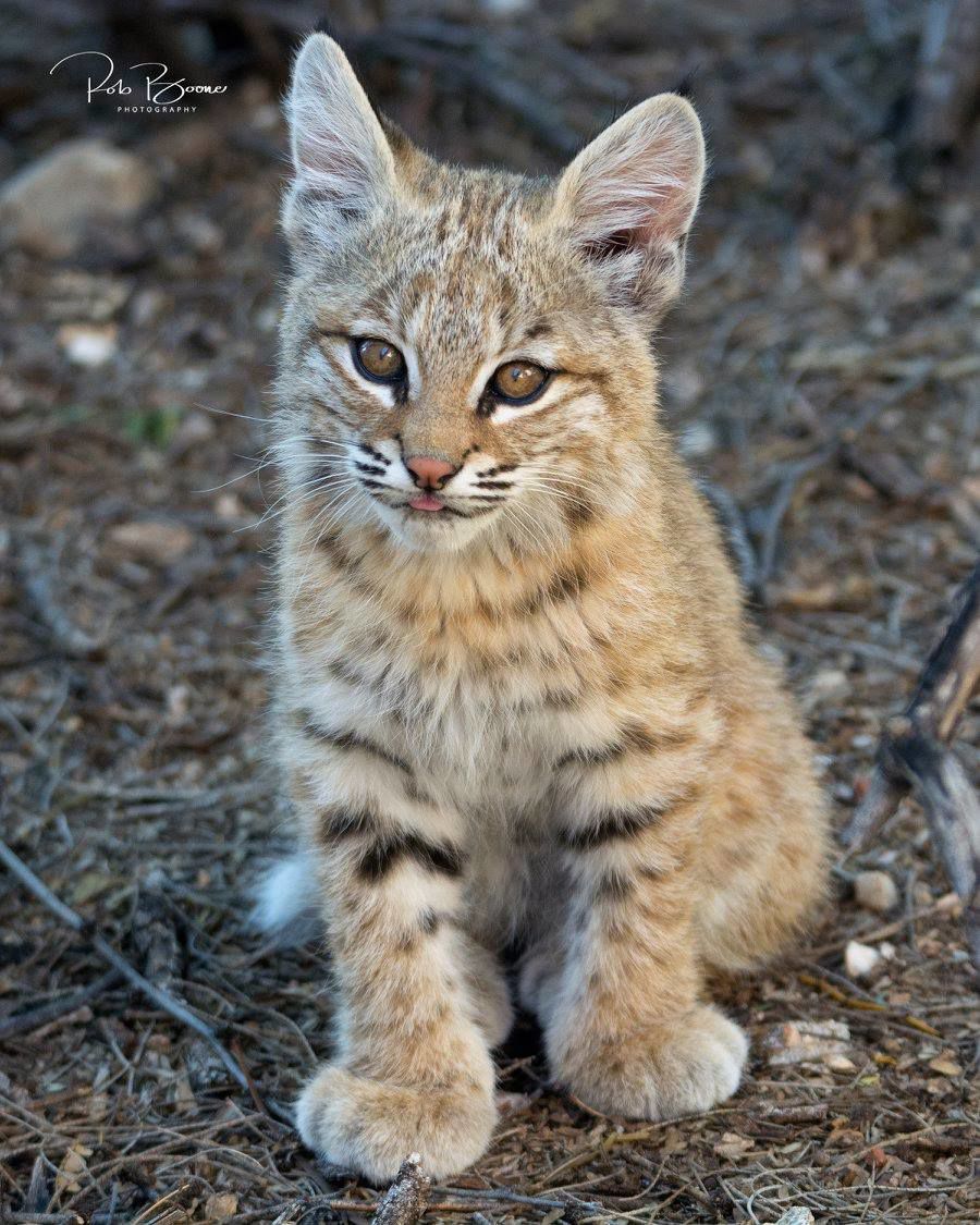 Southern Arizona Wildlife Babies